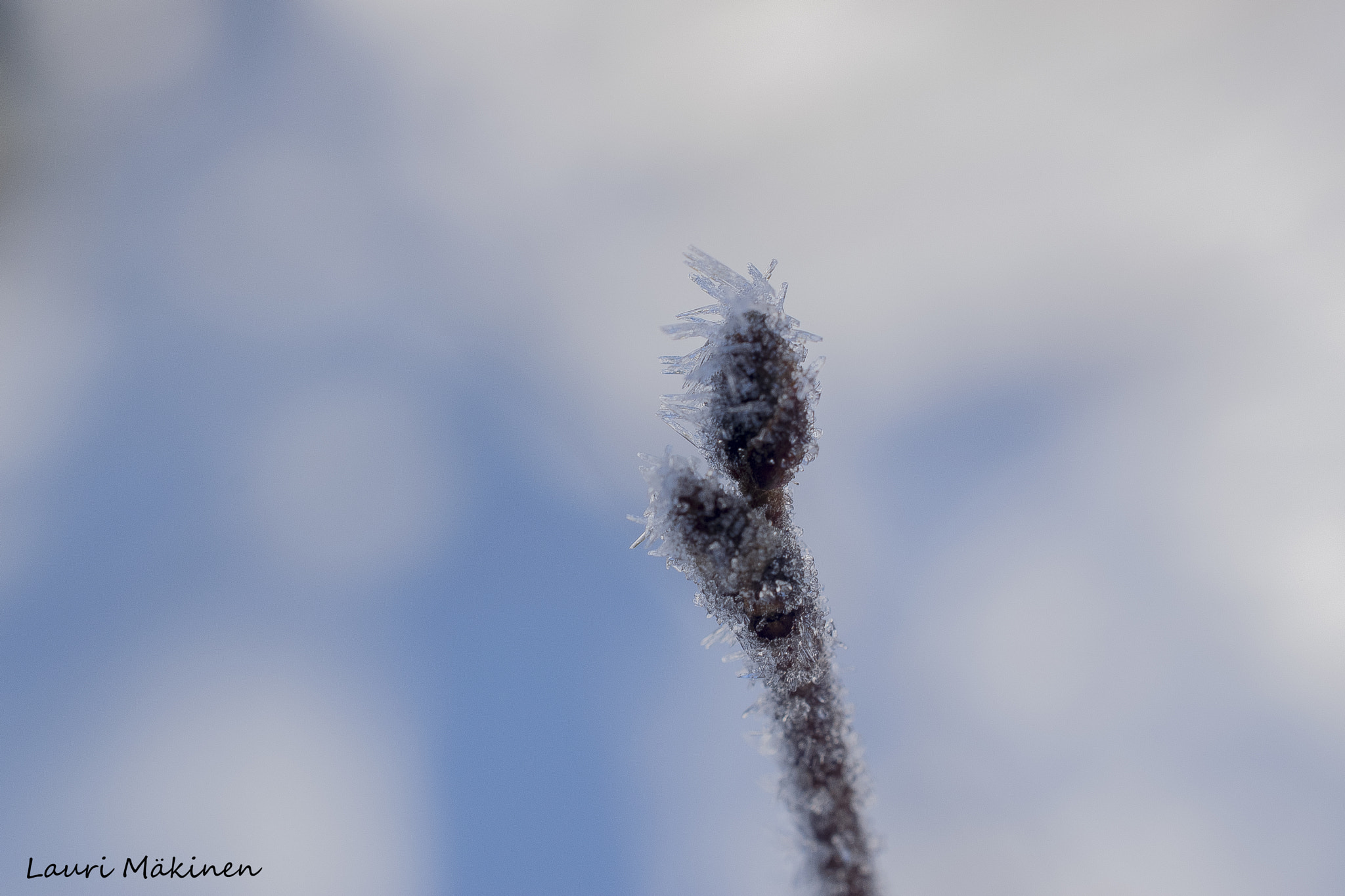 Nikon AF-S DX Micro Nikkor 40mm F2.8 sample photo. Frozen stick photography