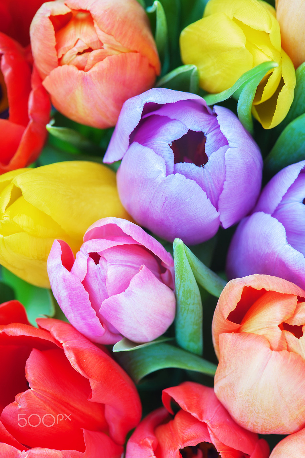 Nikon AF-S Micro-Nikkor 105mm F2.8G IF-ED VR sample photo. Bouqet of various tulips close-up photography