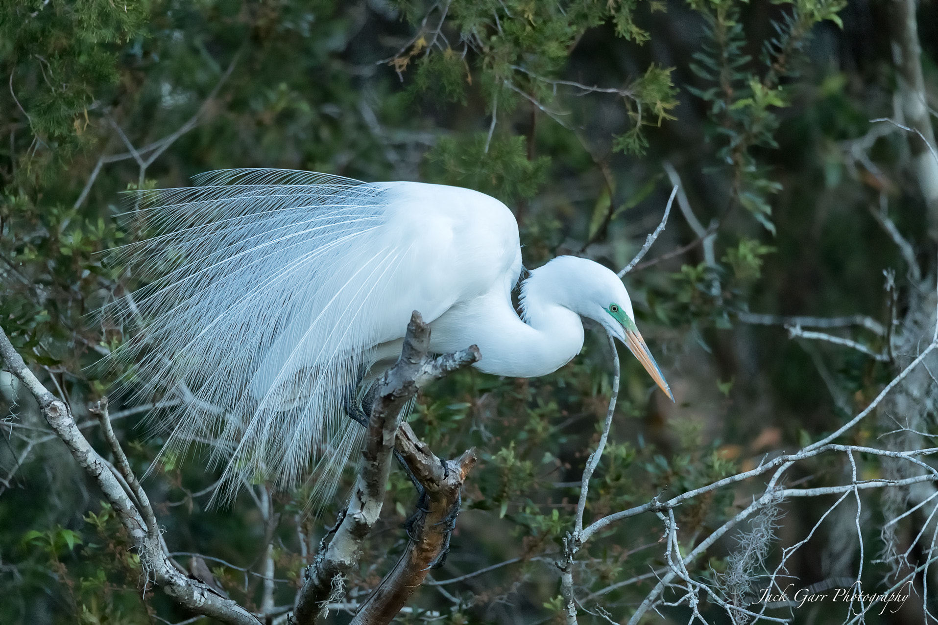 Canon EOS-1D X Mark II sample photo. Great white egret mating plumage looking stick photography