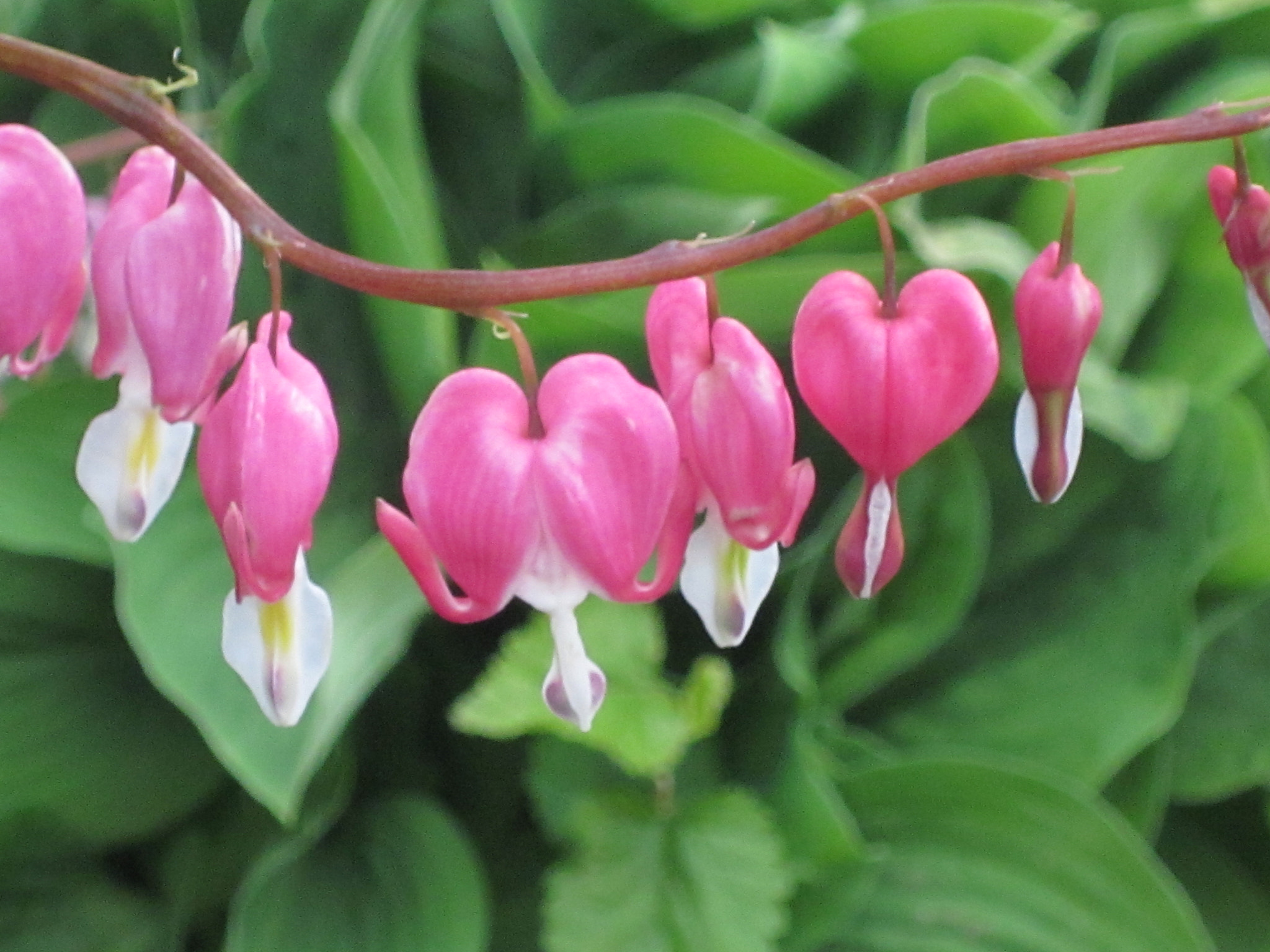 Canon PowerShot SD1300 IS (IXUS 105 / IXY 200F) sample photo. Row of hearts photography