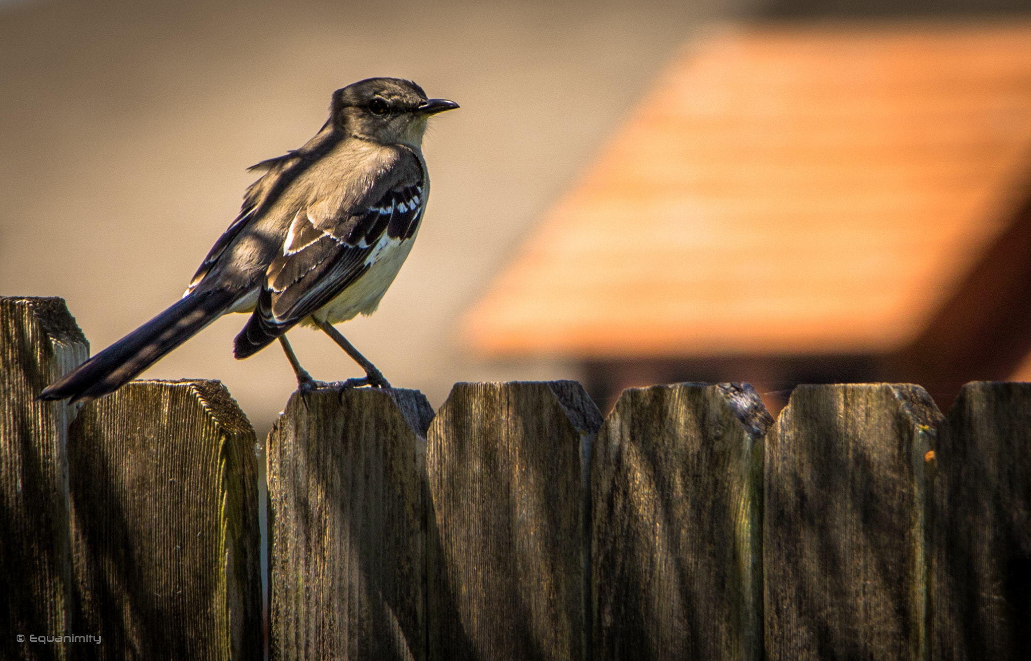 Canon EOS 750D (EOS Rebel T6i / EOS Kiss X8i) sample photo. Townsend solitaire photography