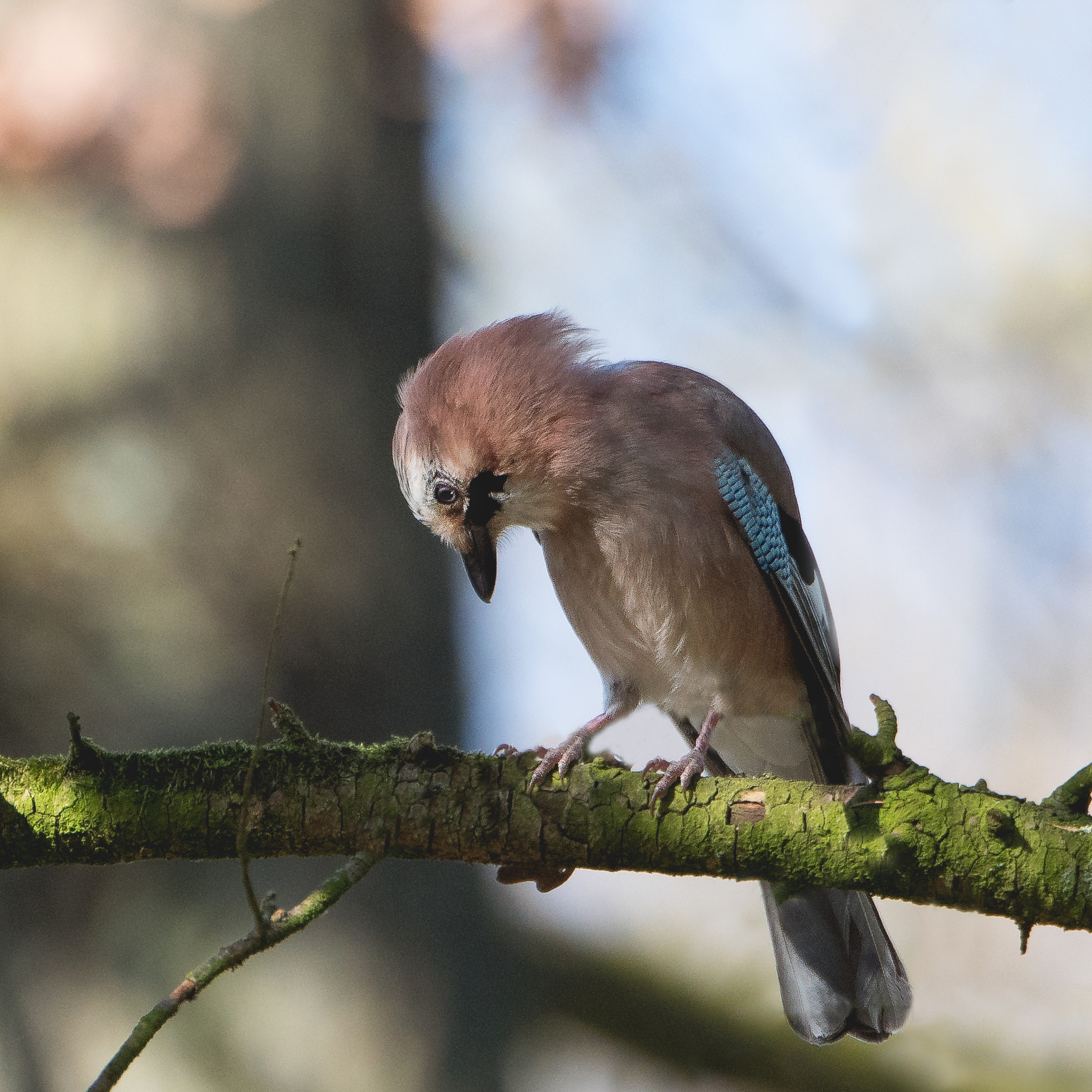 Nikon D500 sample photo. Dreaming jay... photography