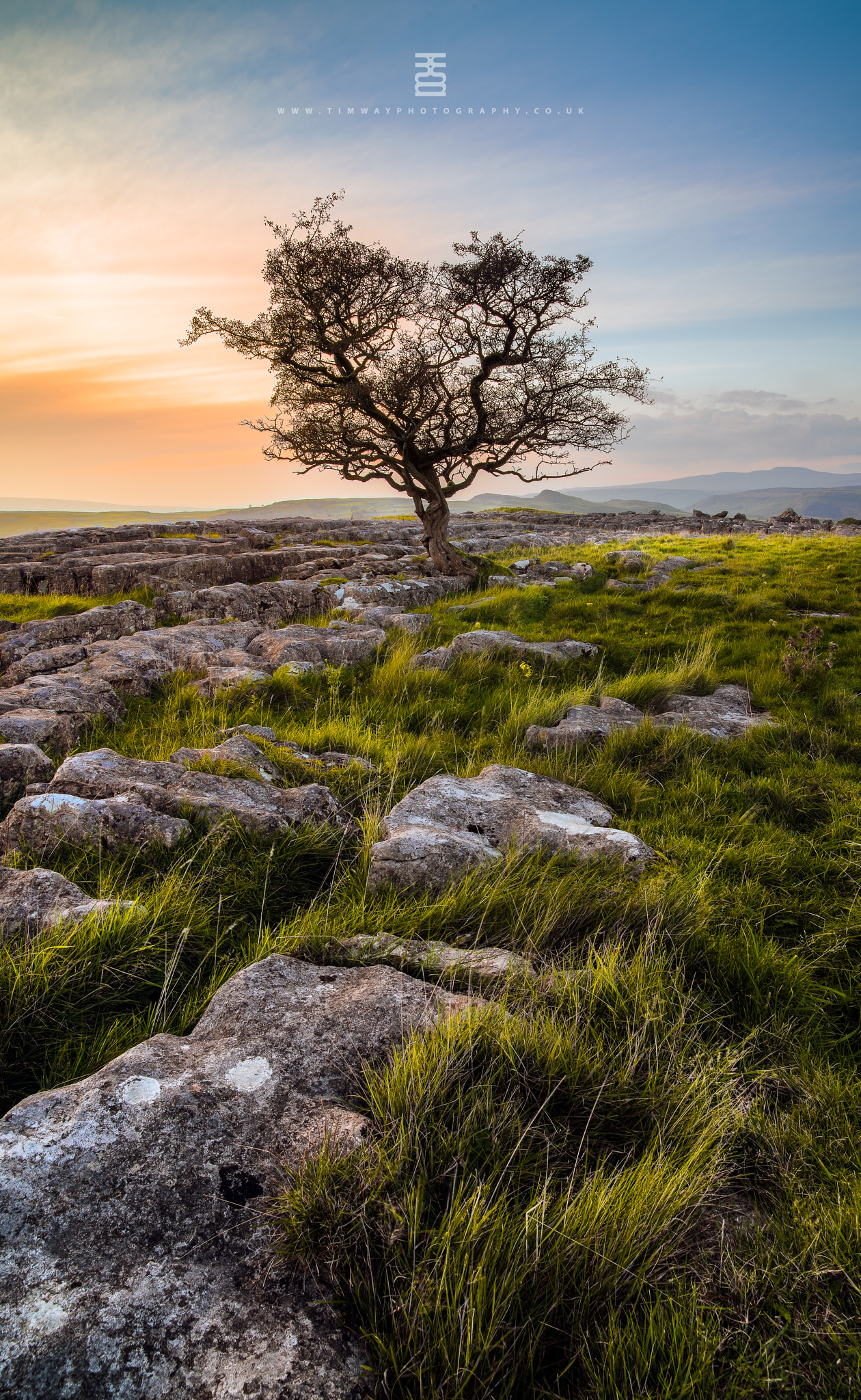 Nikon D810 sample photo. Hawthorn tree in limestone and long grass photography