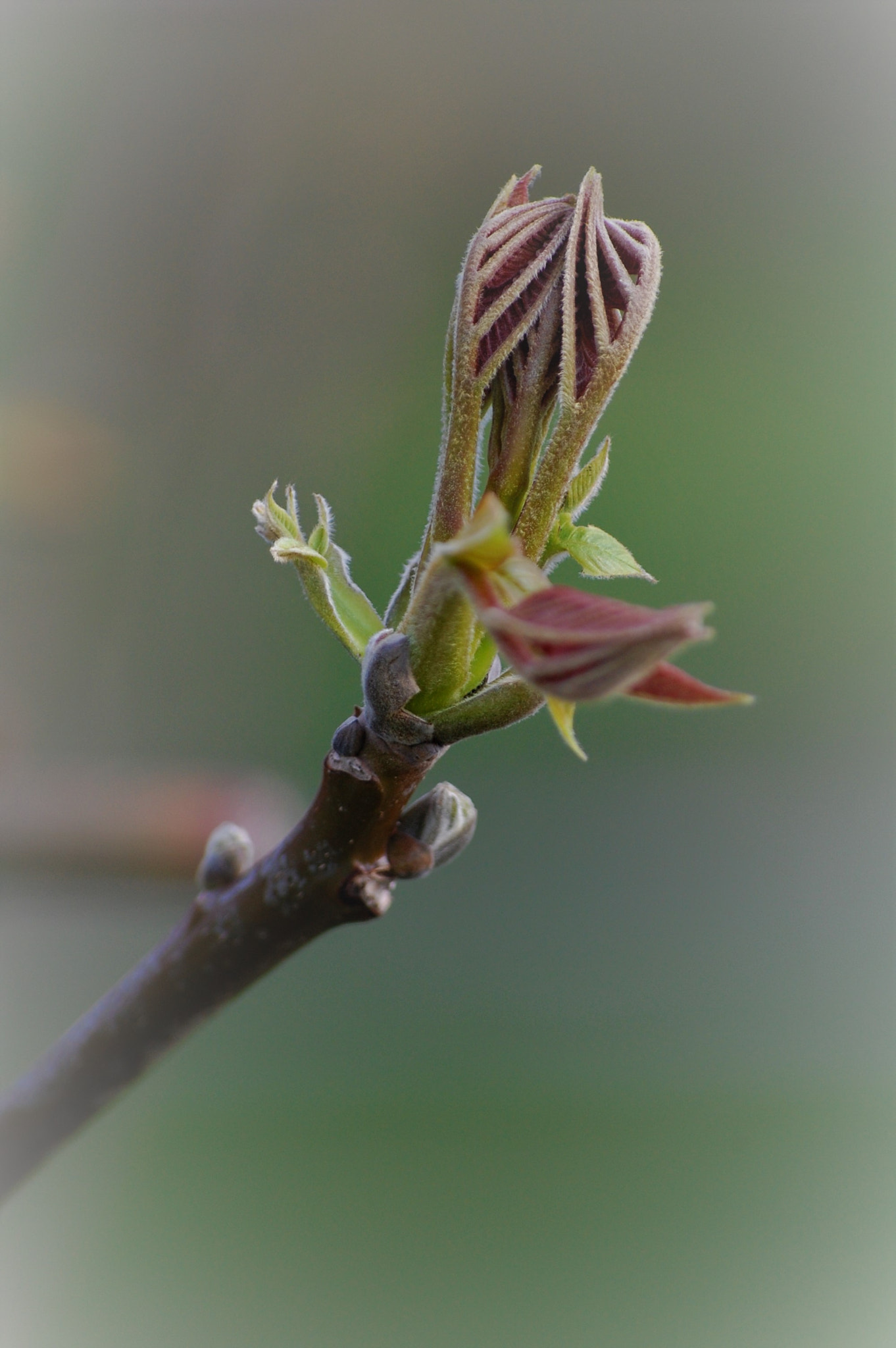 Nikon D40 sample photo. Spring at last! photography