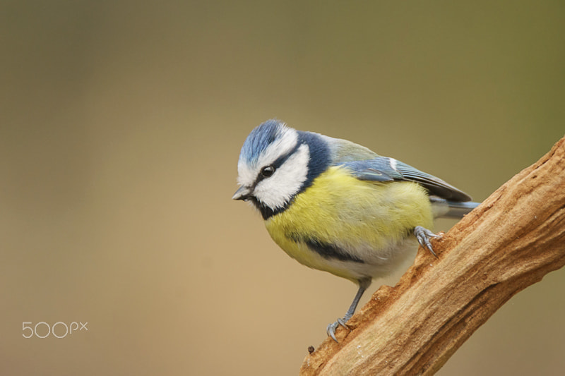 Tamron SP 150-600mm F5-6.3 Di VC USD sample photo. Blue tit photography