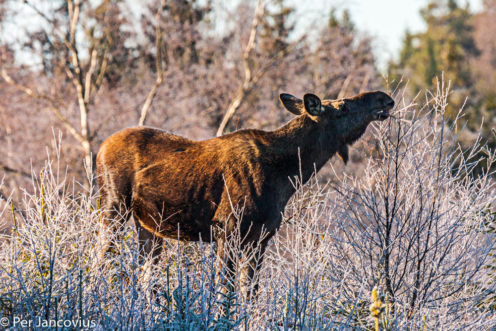 Canon EOS 40D + Tamron SP 150-600mm F5-6.3 Di VC USD sample photo. Moose photography