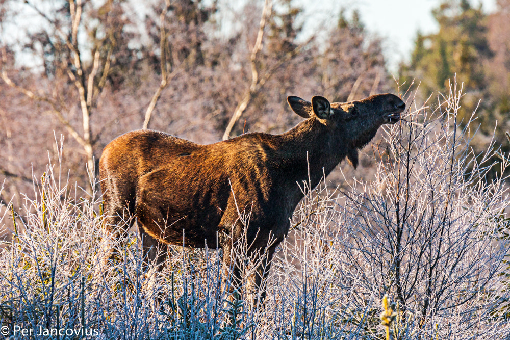Tamron SP 150-600mm F5-6.3 Di VC USD sample photo. Moose photography