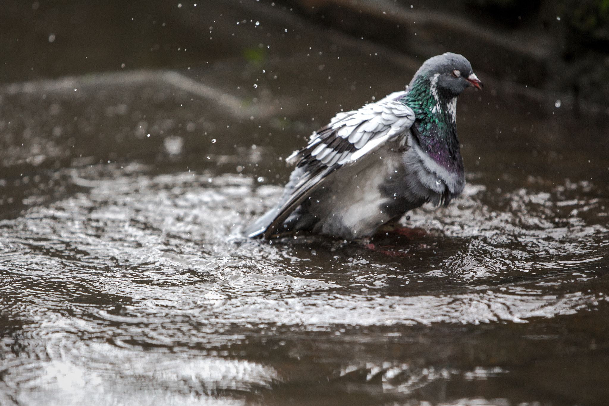 Canon EF 70-200mm F2.8L IS USM sample photo. Bird bath photography