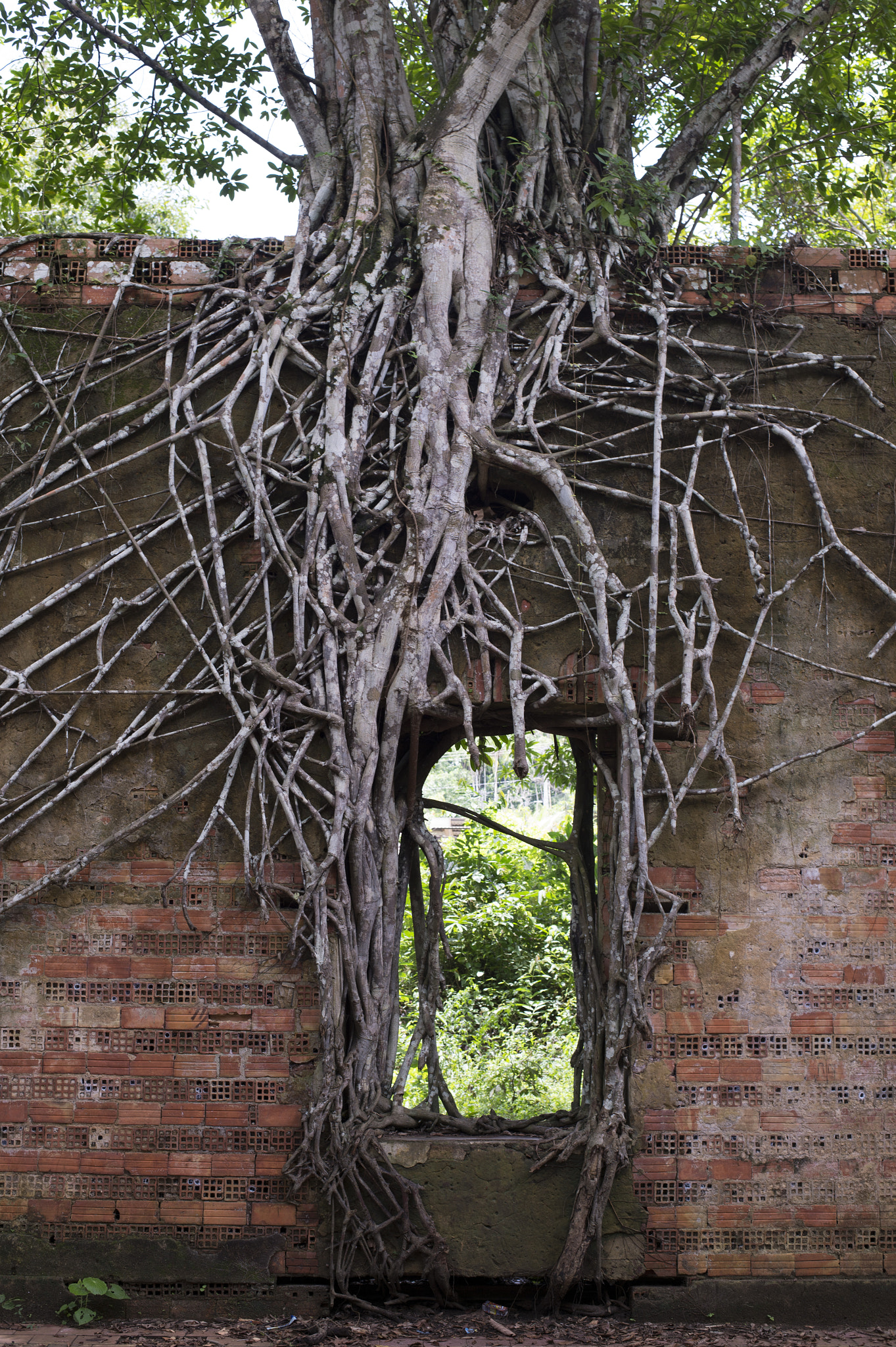 Nikon Df sample photo. Brazilian angkor wat photography