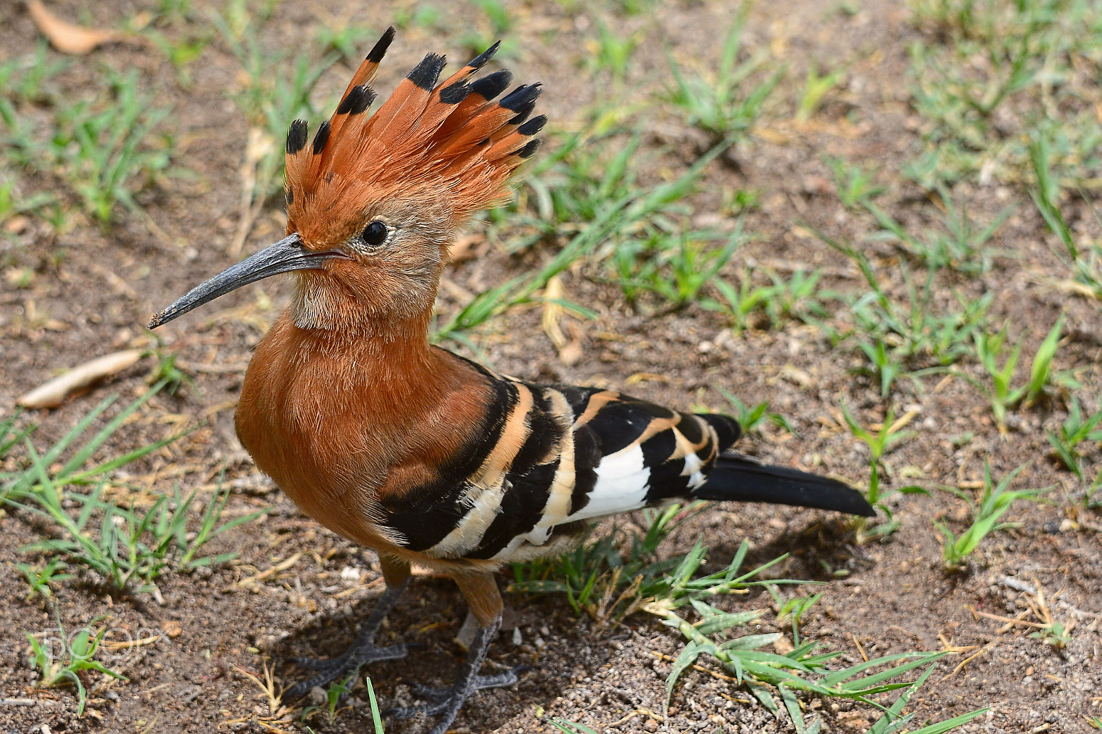 AF-S Nikkor 300mm f/2.8D IF-ED II sample photo. African hoopoe photography