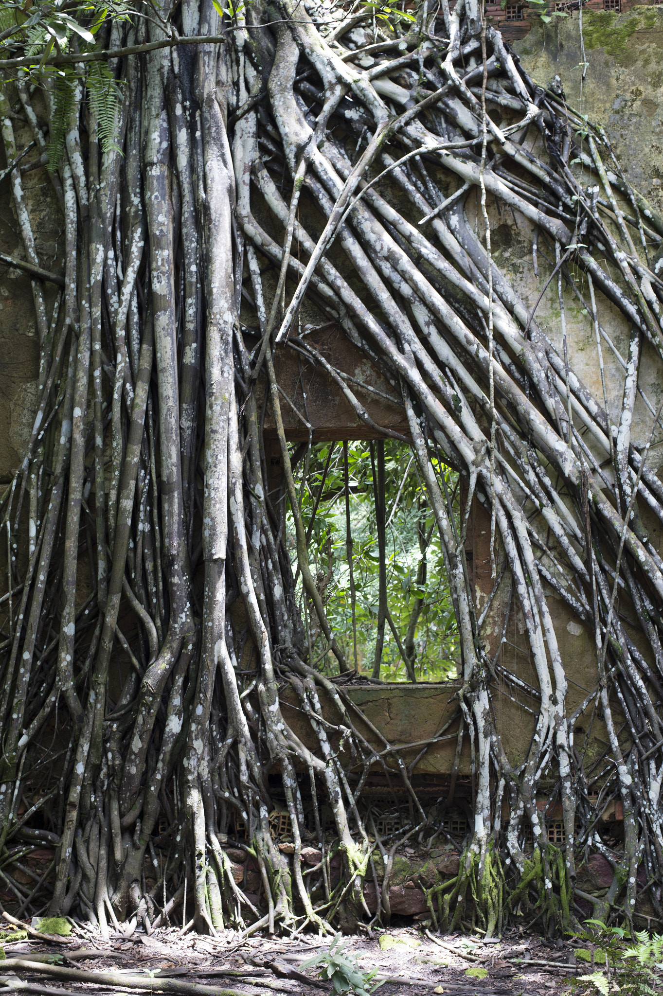 Nikon Df sample photo. Brazilian angkor wat photography