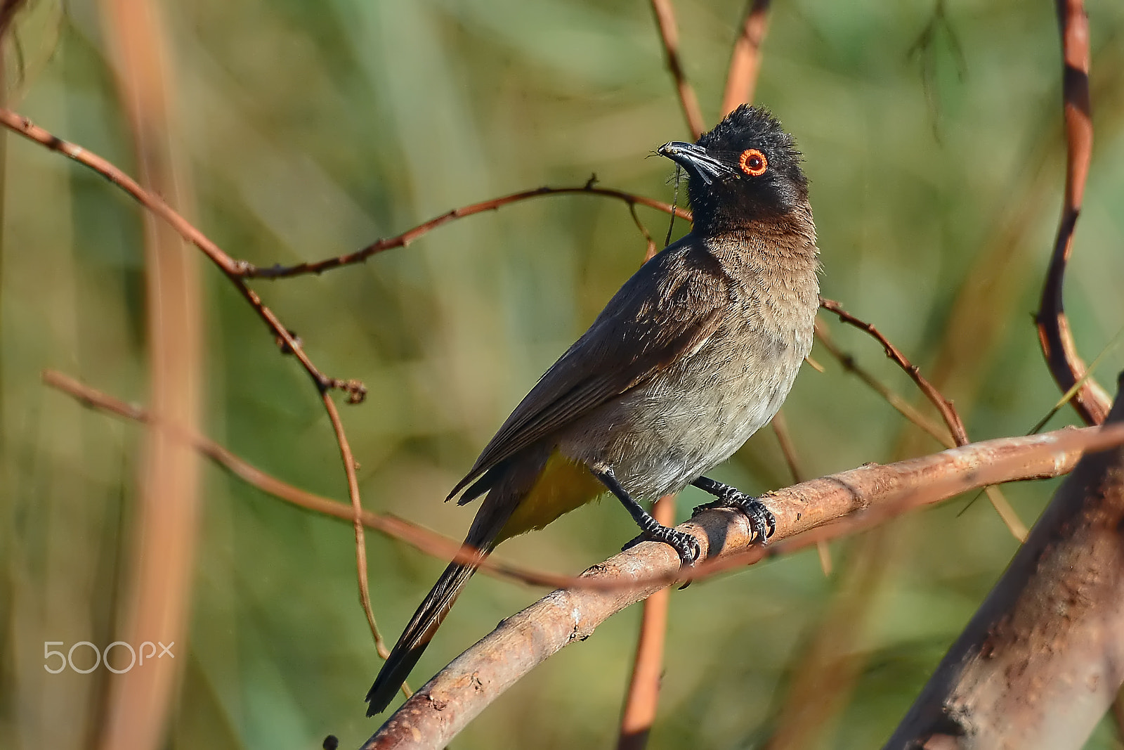 Nikon AF-Nikkor 80-200mm F2.8D ED sample photo. African red-eyed bulbul photography