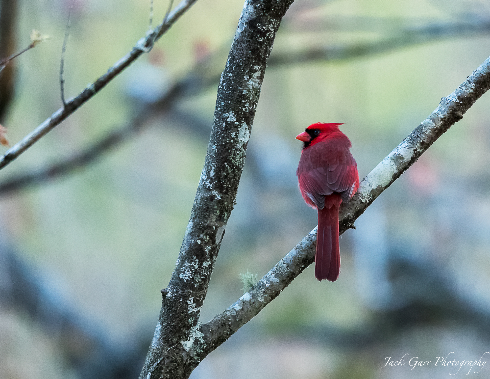 Canon EOS-1D X Mark II sample photo. Northern cardinal at sunrise in swamp photography