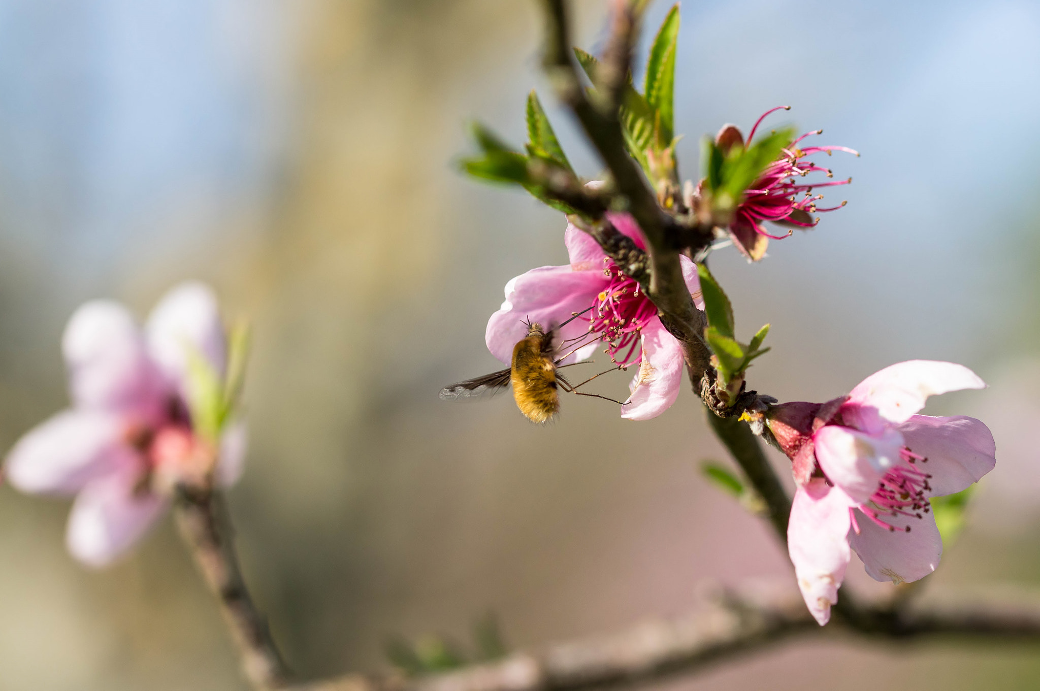 Sigma 105mm F2.8 EX DG OS HSM sample photo. Le bombyle photography