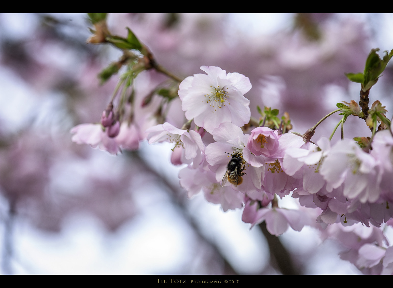 Nikon D700 sample photo. Spring start photography