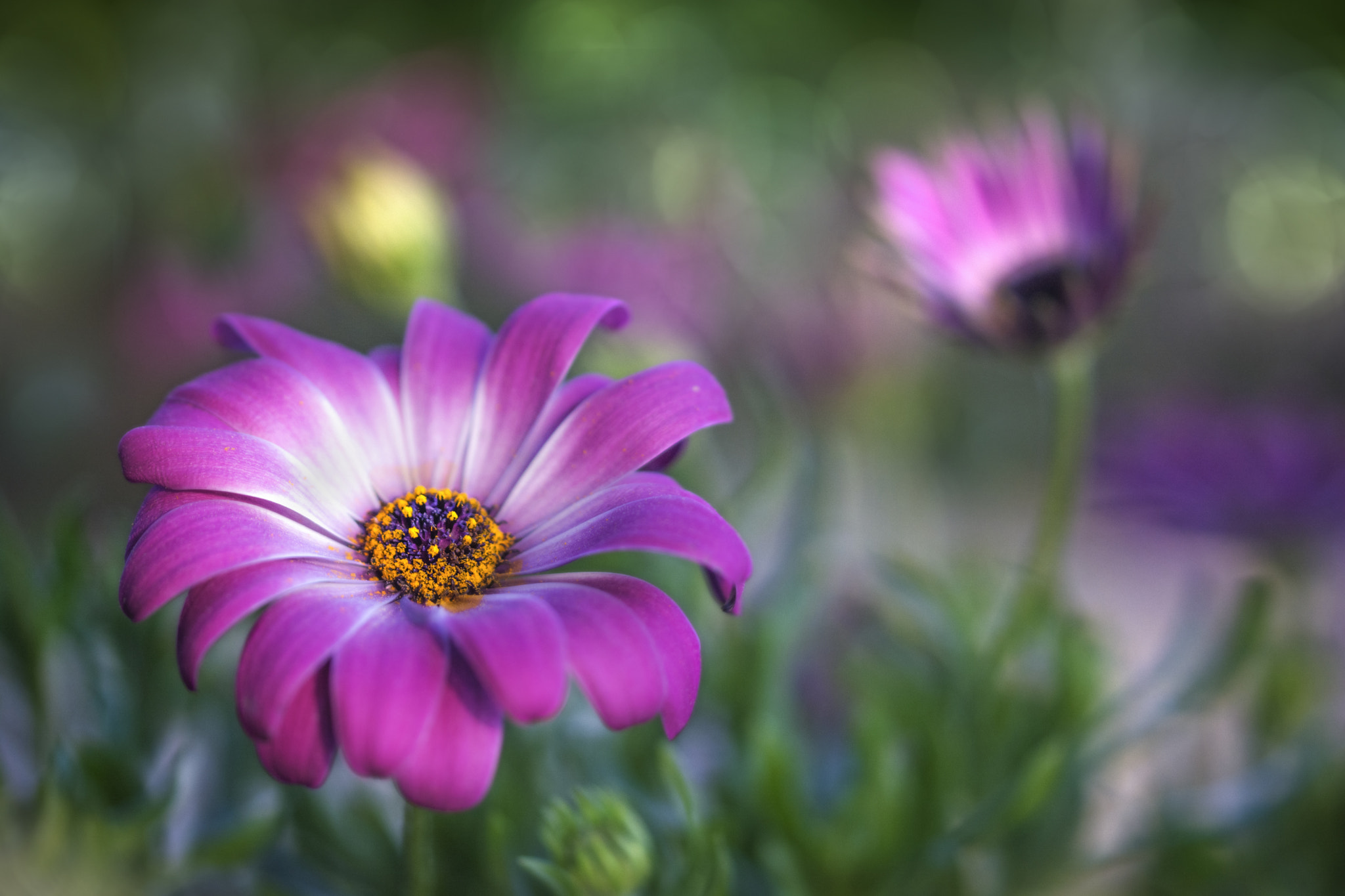 Sigma 105mm F2.8 EX DG OS HSM sample photo. Spring is coming 7 photography