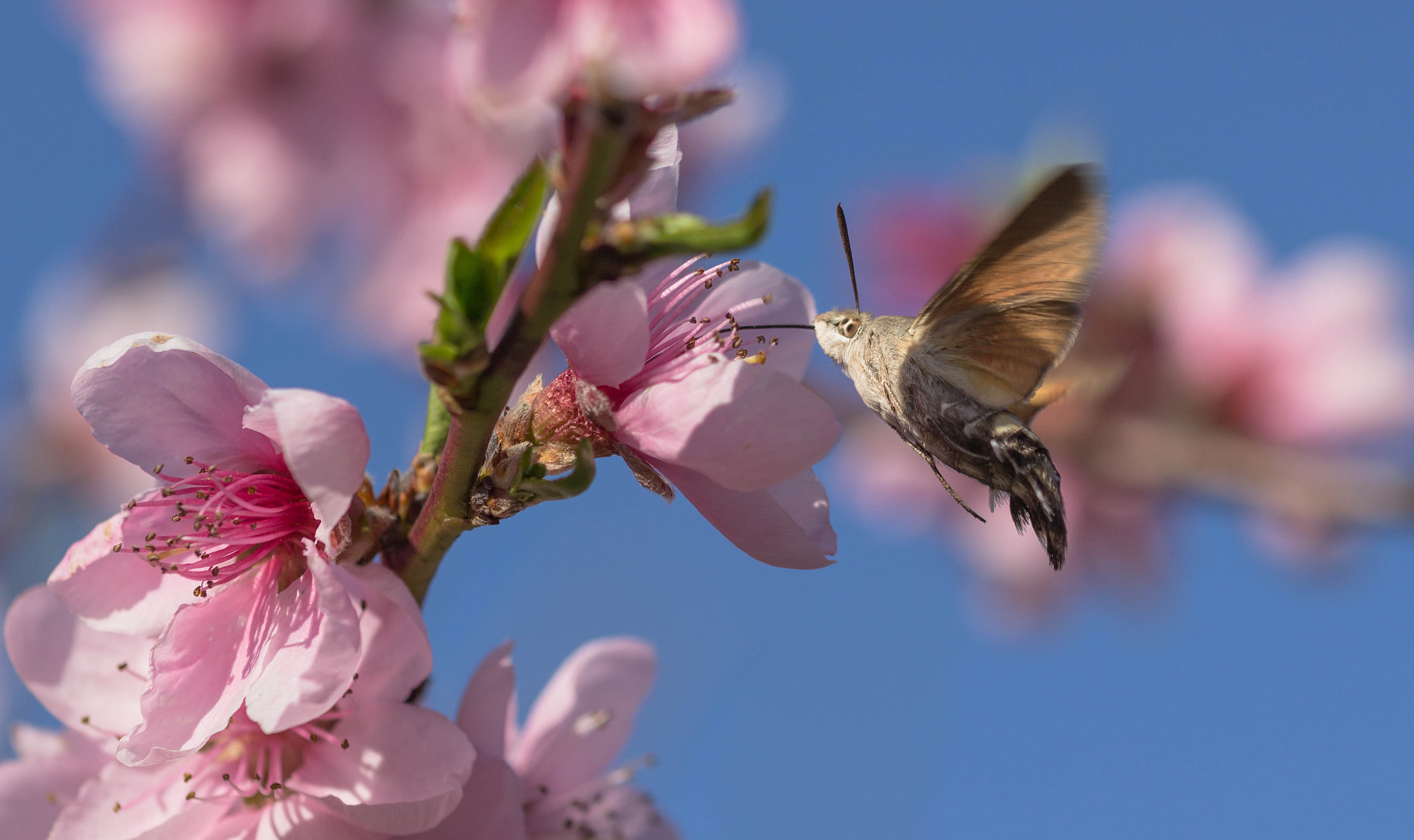 Sigma 105mm F2.8 EX DG OS HSM sample photo. Moro sphinx photography