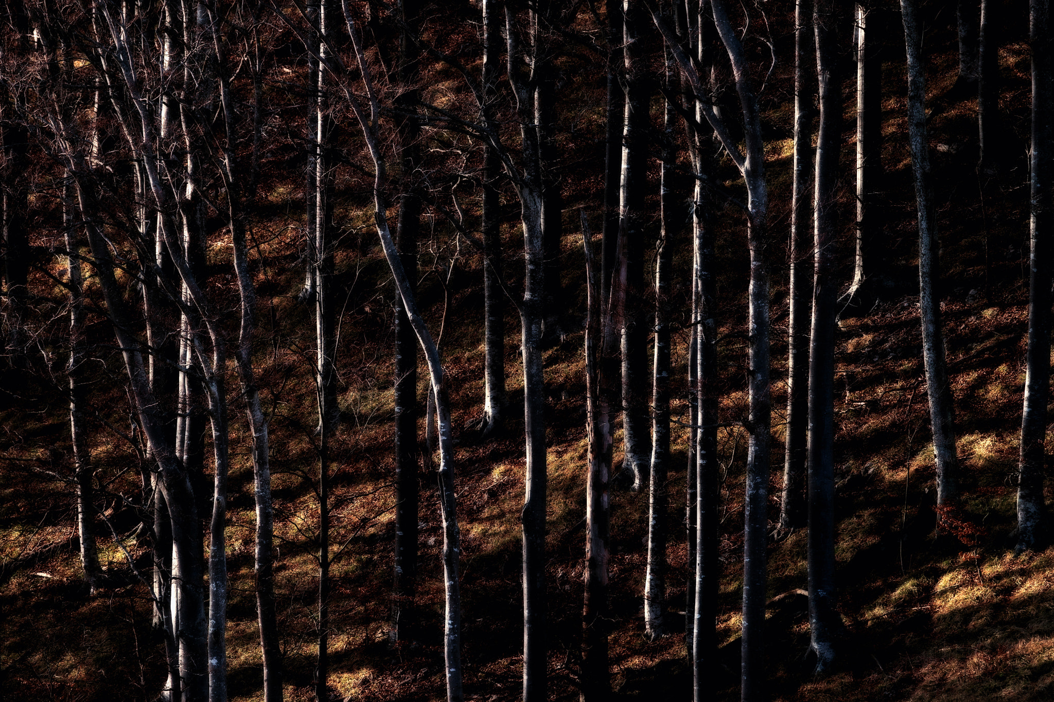 Sony a99 II + Sony 70-400mm F4-5.6 G SSM II sample photo. Trees in spring light photography