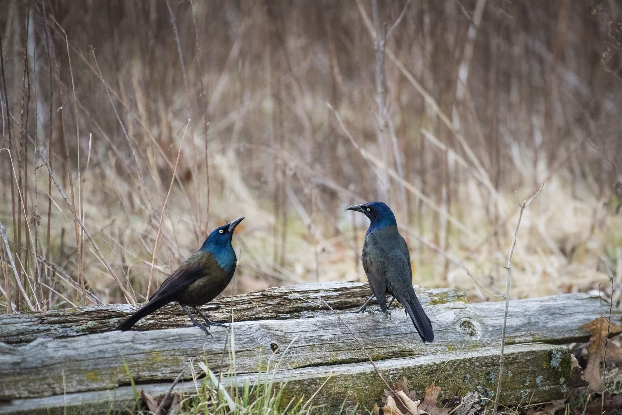 Nikon AF-S Nikkor 200-500mm F5.6E ED VR sample photo. Two grackles on fence rail photography