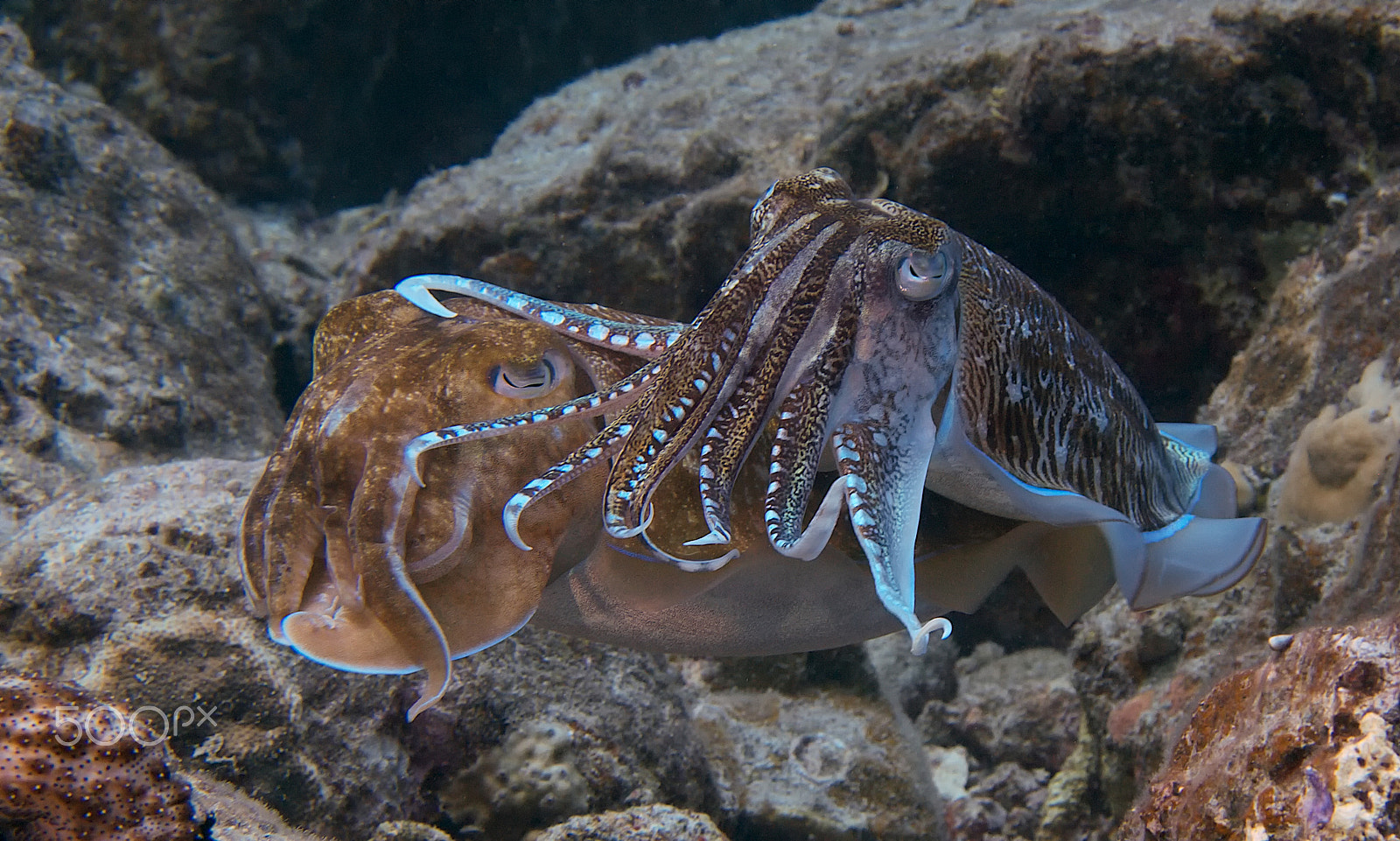 Olympus PEN E-PL1 sample photo. Mating cuttlefish photography