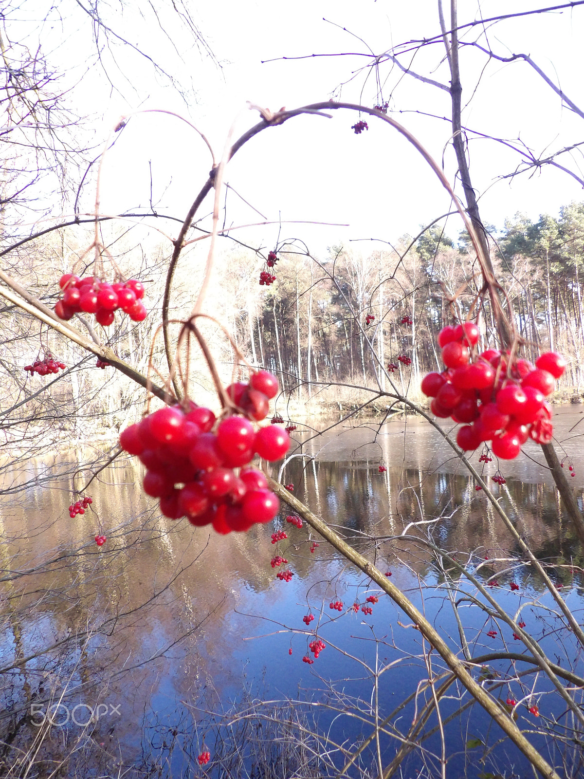 Ricoh PENTAX XG-1 sample photo. Red bird berries photography