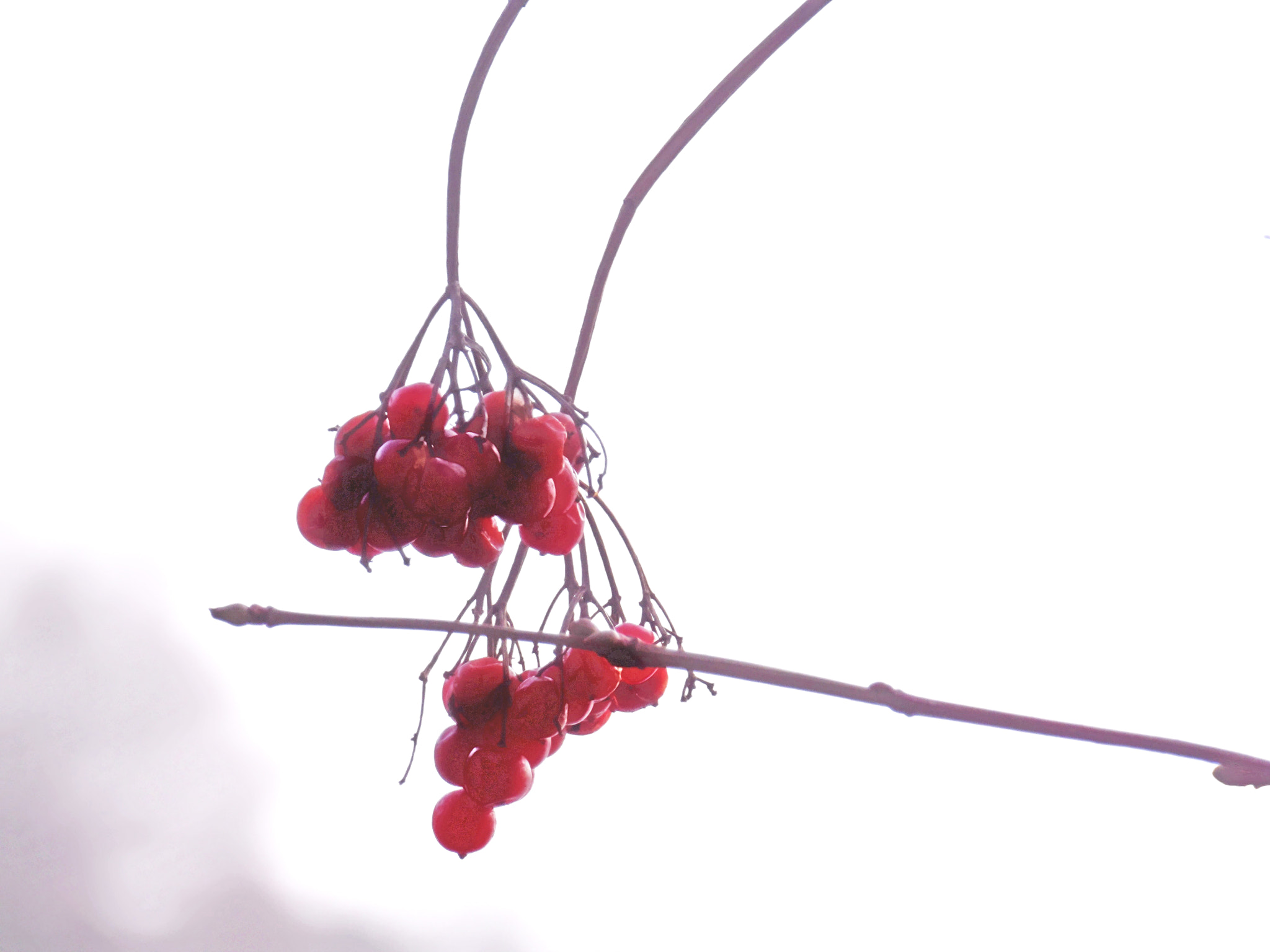 Ricoh PENTAX XG-1 sample photo. Berry twig photography
