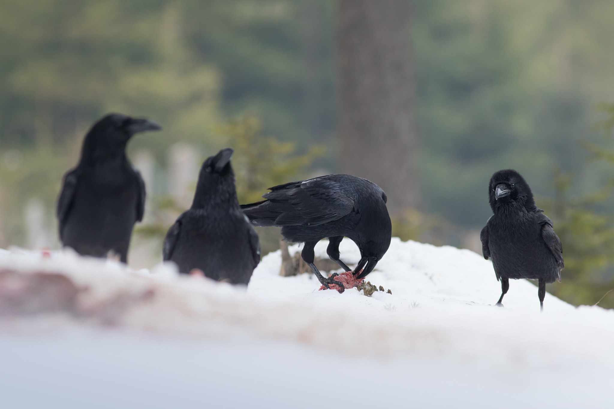 Canon EF 400mm F5.6L USM sample photo. Krkavec velký (corvus corax) photography