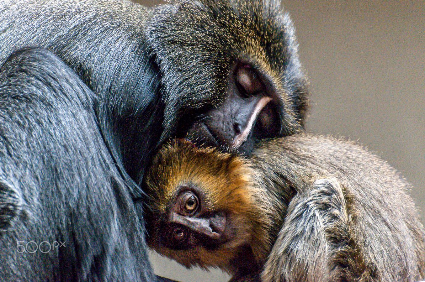 Nikon D300 sample photo. Tendresse photography