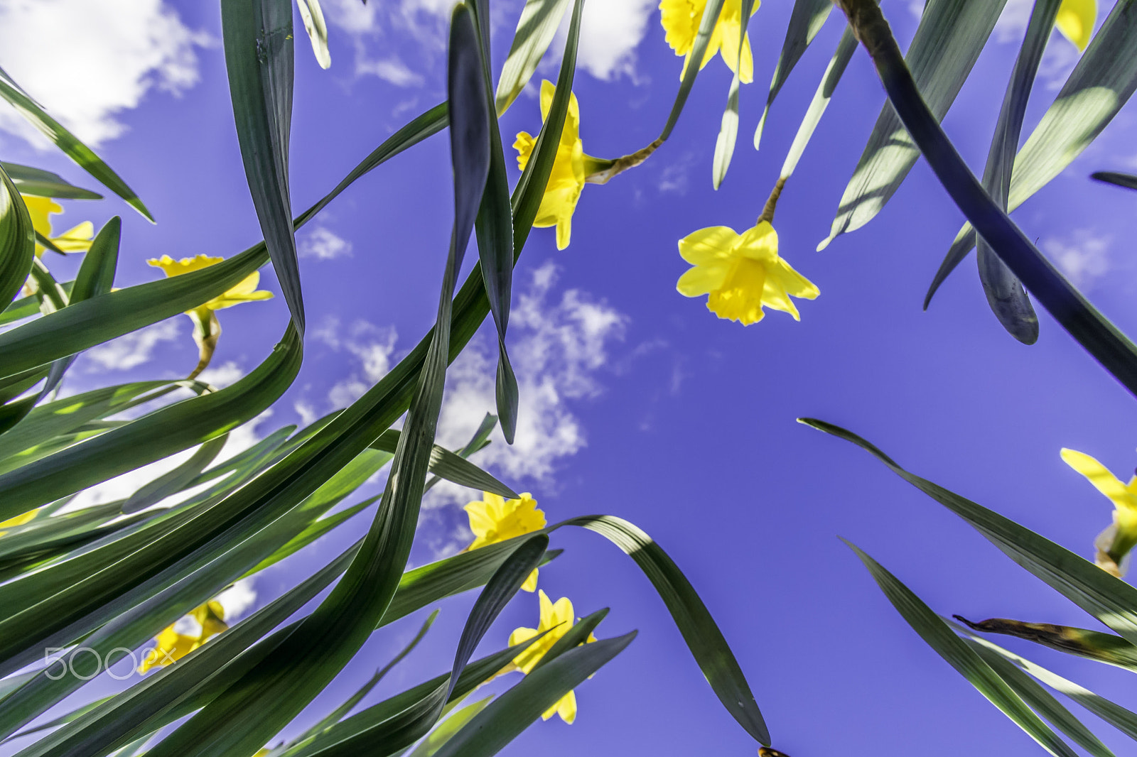 Nikon D5200 + Tamron SP AF 10-24mm F3.5-4.5 Di II LD Aspherical (IF) sample photo. Ants eye view of daffodils photography