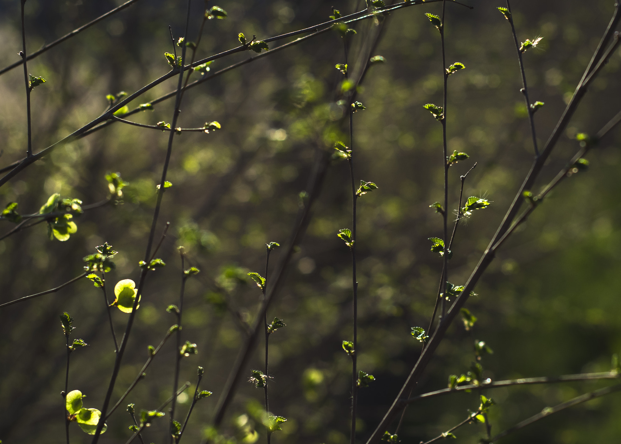 Nikon D5300 + Nikon AF Nikkor 50mm F1.8D sample photo. Bienvenida primavera!!/welcome spring!! photography