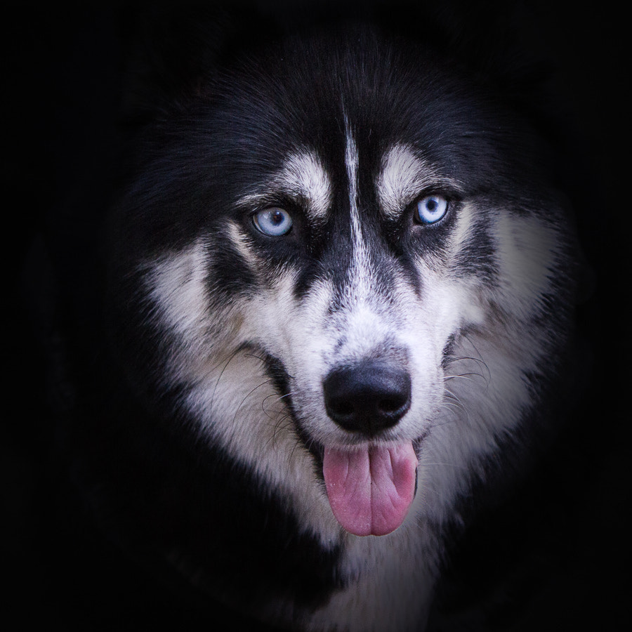 Canon EOS 7D sample photo. Husky photography