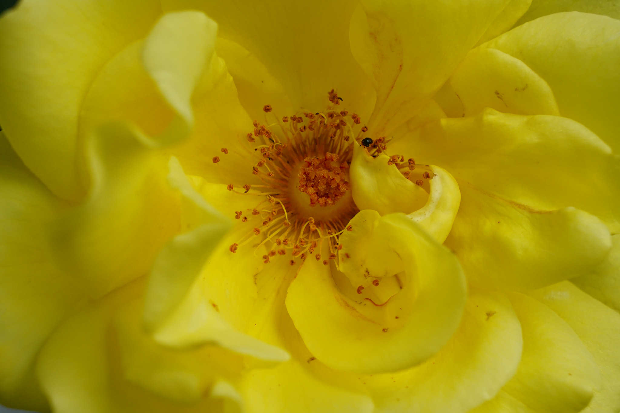 Sony a6000 + Sony E 18-55mm F3.5-5.6 OSS sample photo. Rose -"golden gate" with a nice fruity fragrance - photography