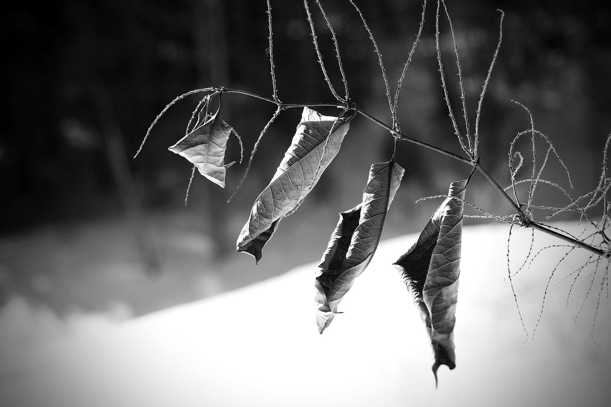 Canon EOS 60D sample photo. Bw feuille photography