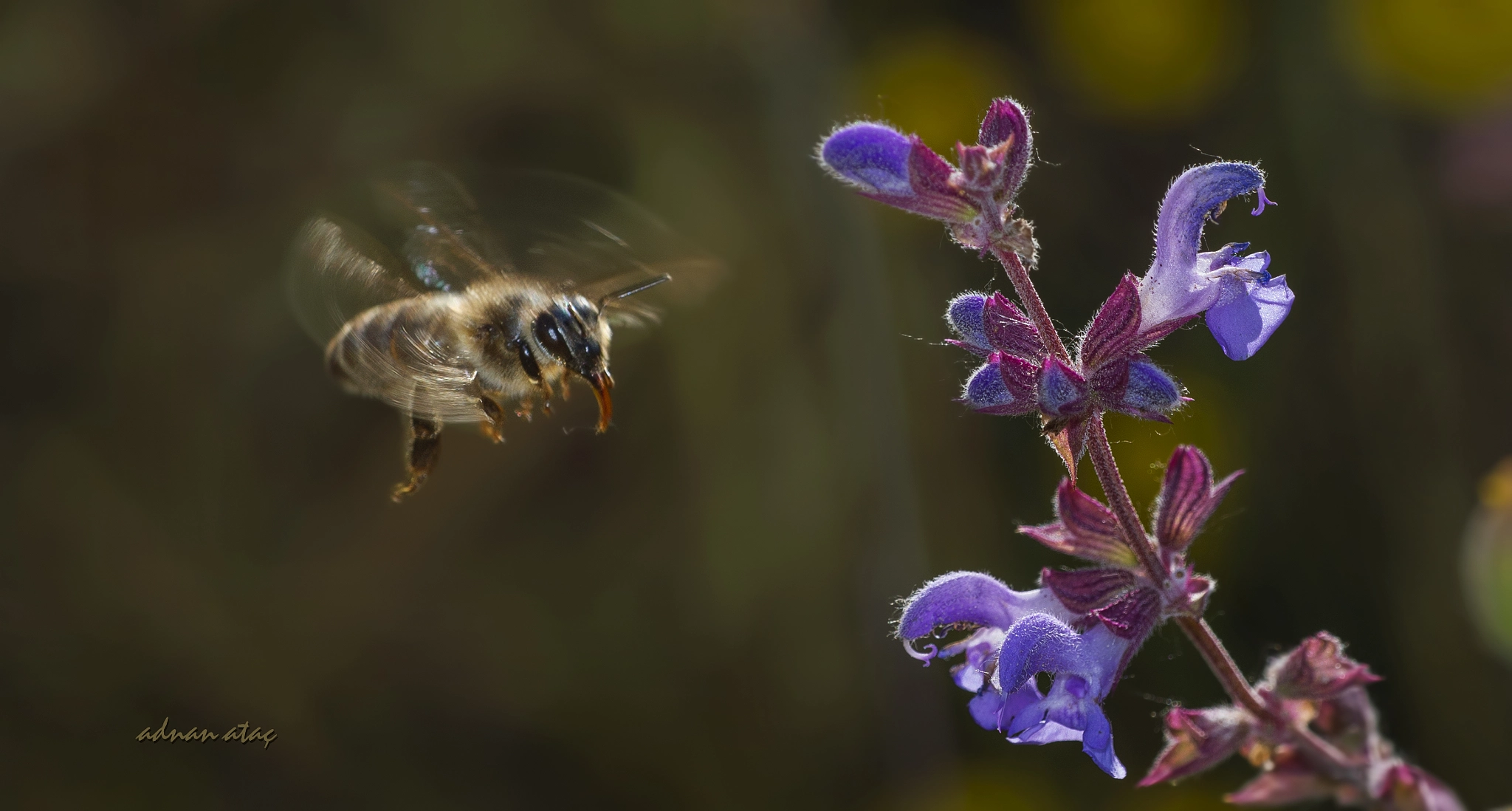 Nikon D4 sample photo. Balarısı (apis mellifera) ve adaçayı (salvia) çiçeği photography