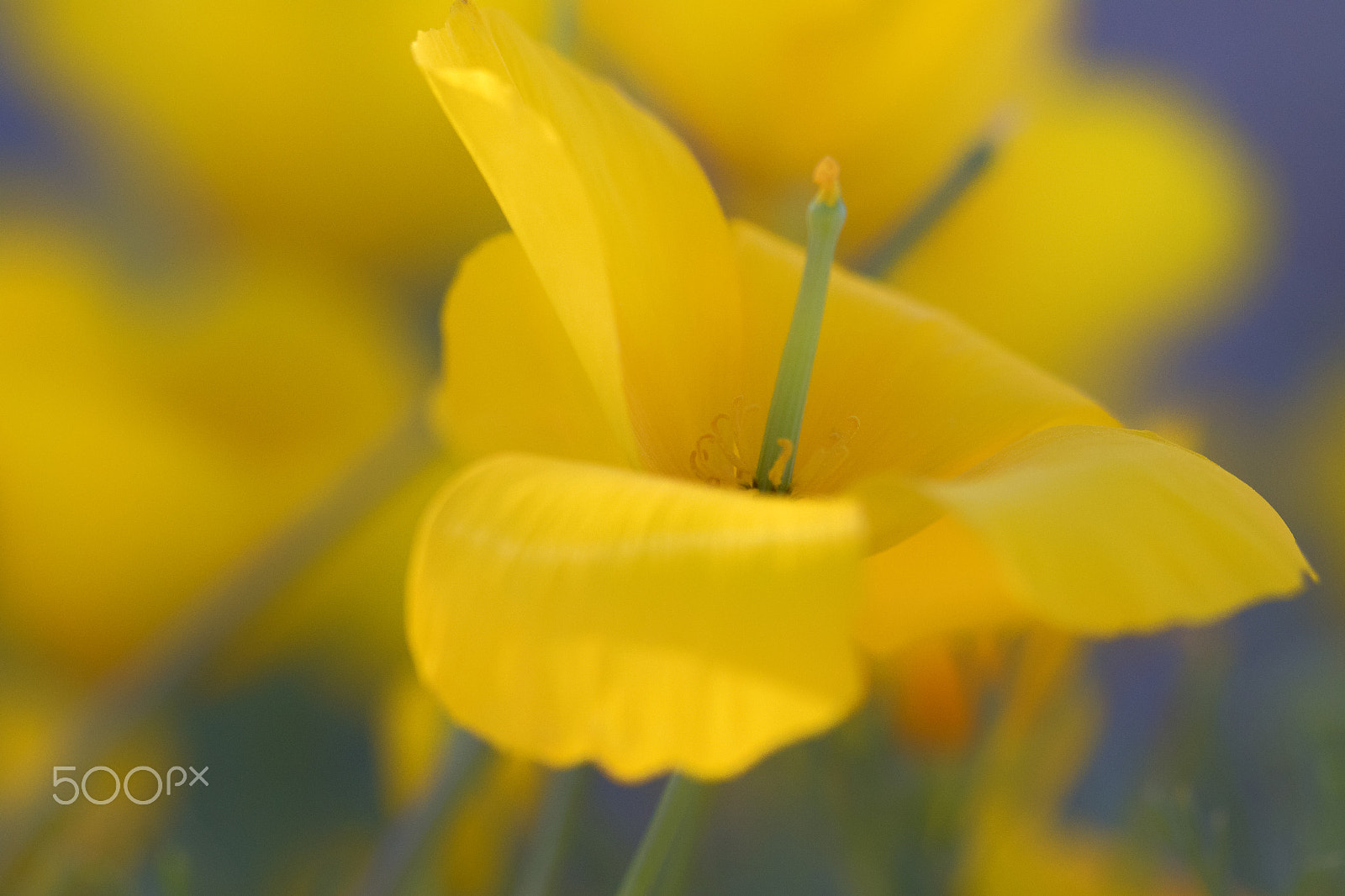 Canon EOS 7D Mark II + Canon EF 100mm F2.8 Macro USM sample photo. Field of poppies photography