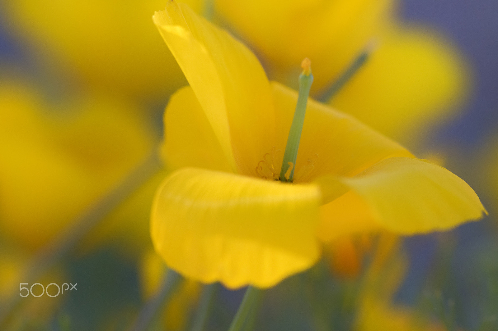 Canon EF 100mm F2.8 Macro USM sample photo. Field of poppies photography