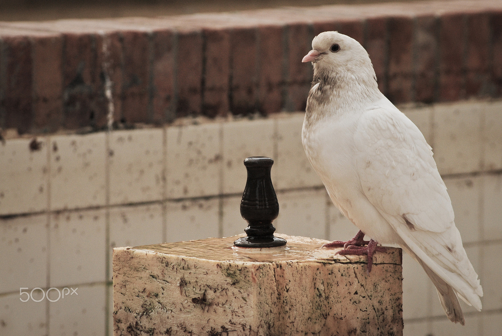 Nikon D3000 sample photo. Pigeon in peace photography