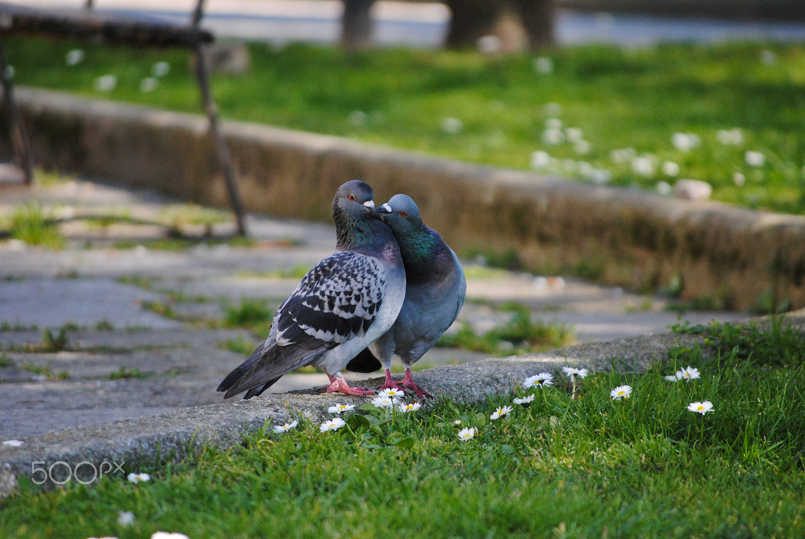 Nikon D3000 sample photo. Pigeons i photography