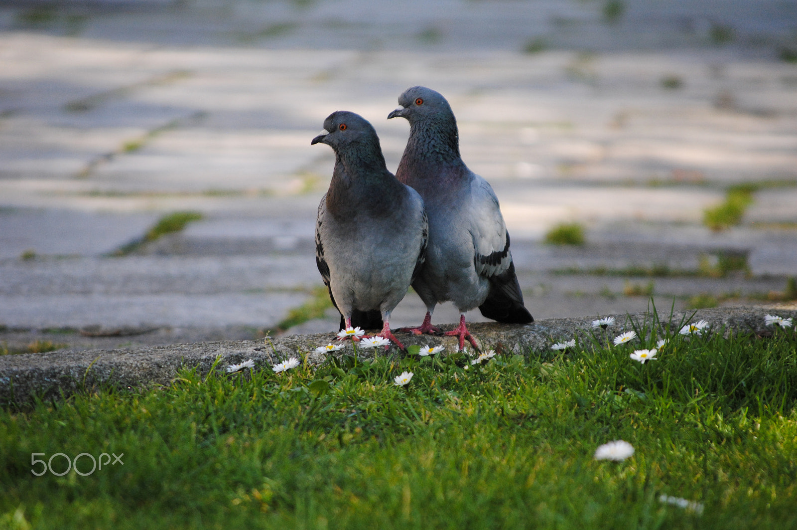 Nikon D3000 sample photo. Pigeons ii photography