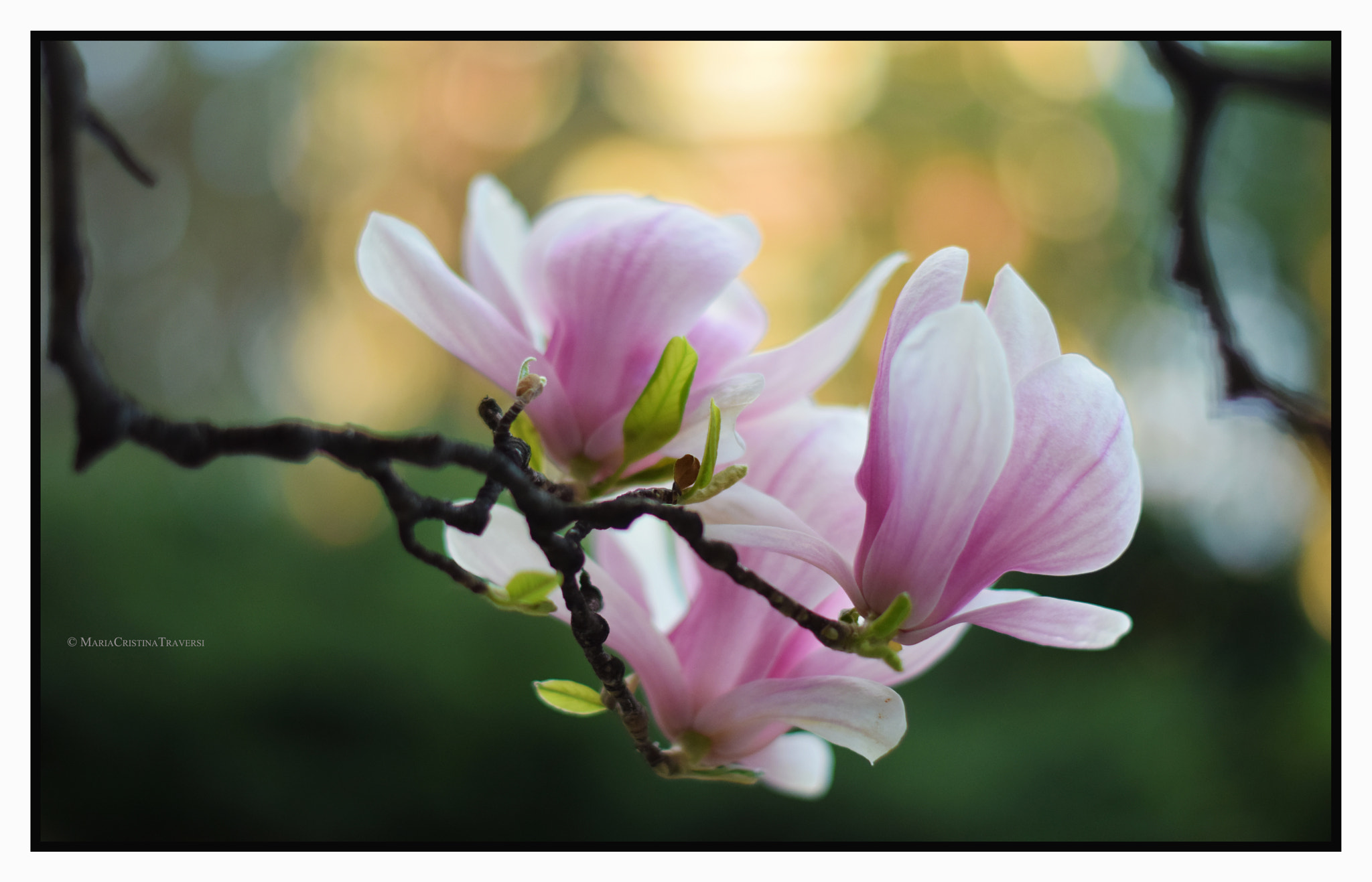 Nikon D5300 sample photo. Magnolia photography