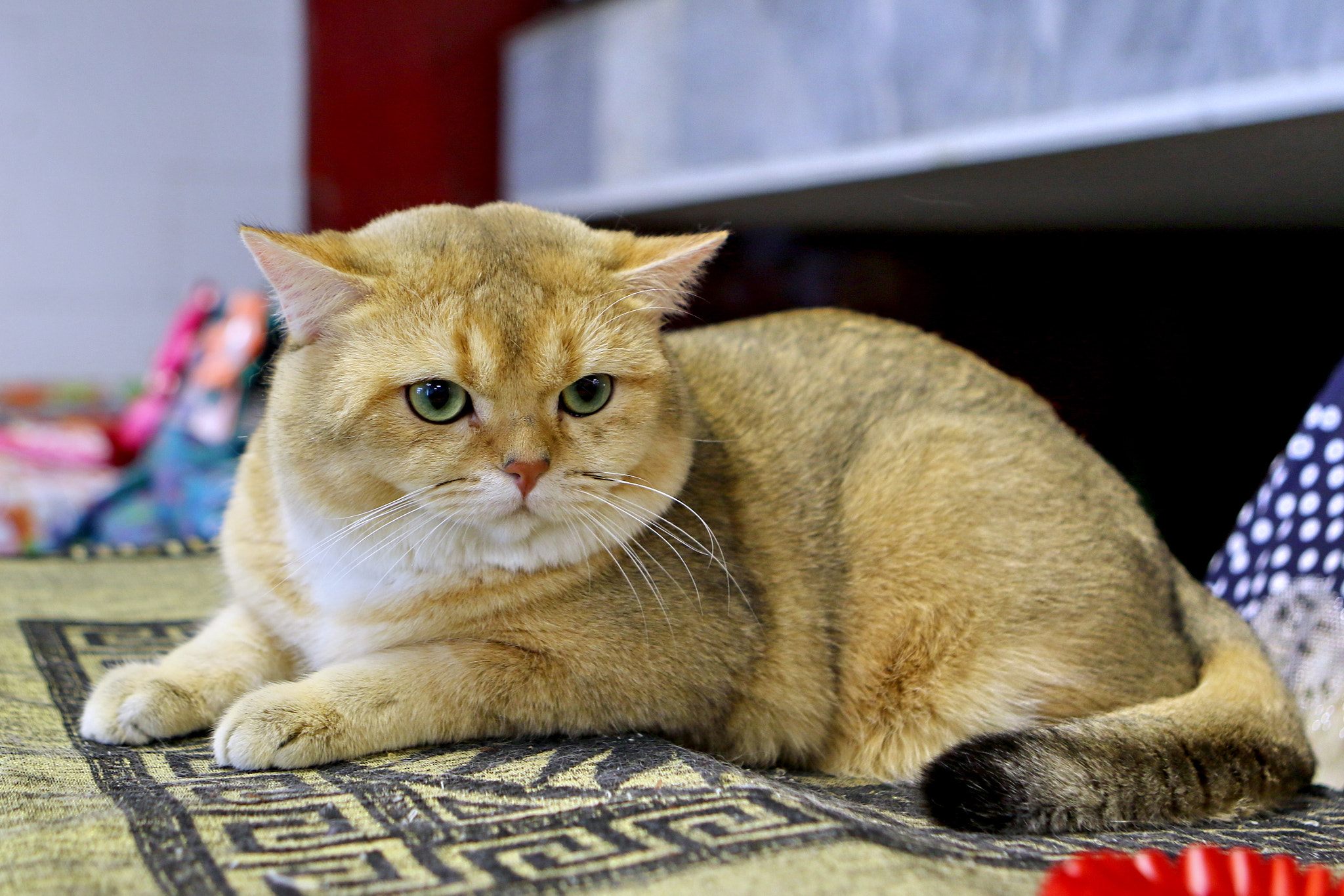 Canon EF 24-70mm F2.8L USM sample photo. British cat photography