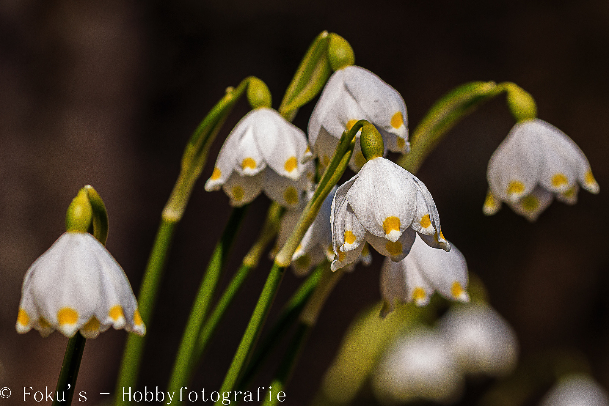 Sigma 105mm F2.8 EX DG OS HSM sample photo. Leucojum vernum photography
