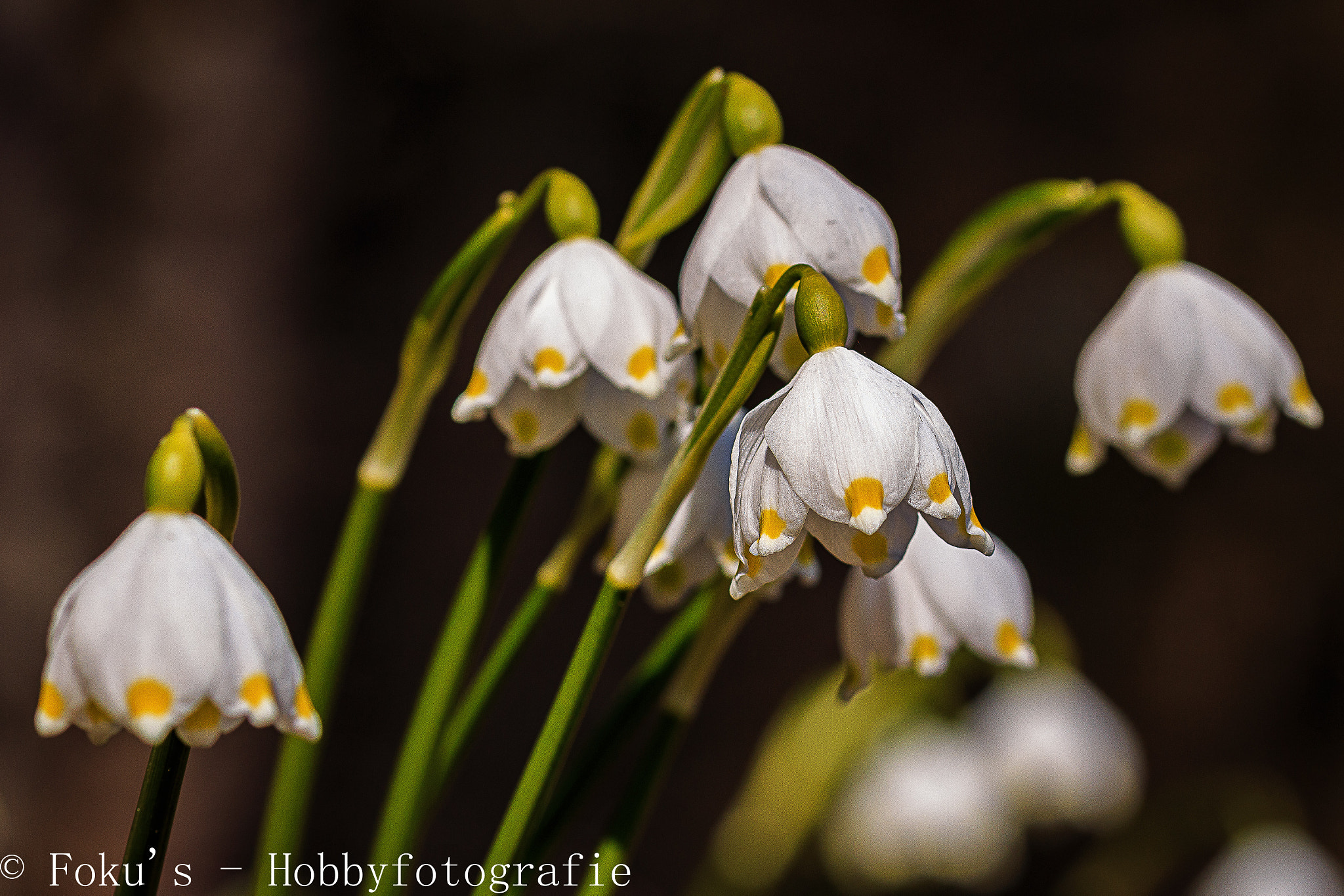 Canon EOS 70D + Sigma 105mm F2.8 EX DG OS HSM sample photo. Leucojum vernum photography