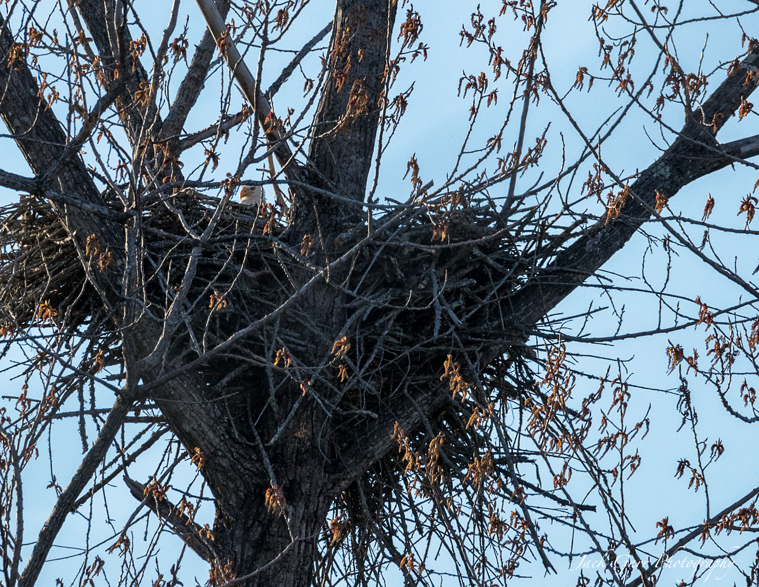 150-600mm F5-6.3 DG OS HSM | Sports 014 sample photo. Bald eagle setting on nest photography
