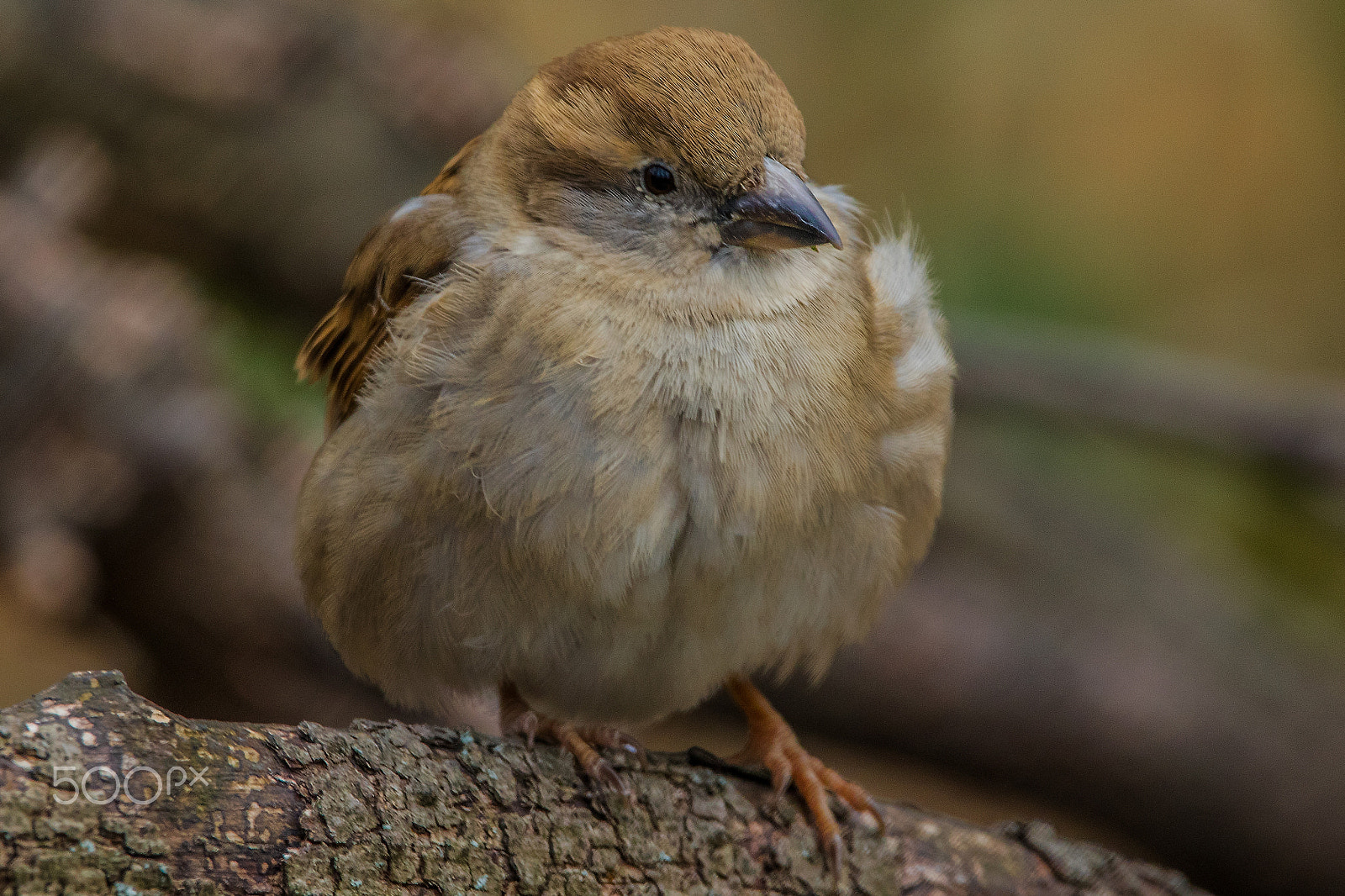 150-600mm F5-6.3 DG OS HSM | Contemporary 015 sample photo. Bird photography