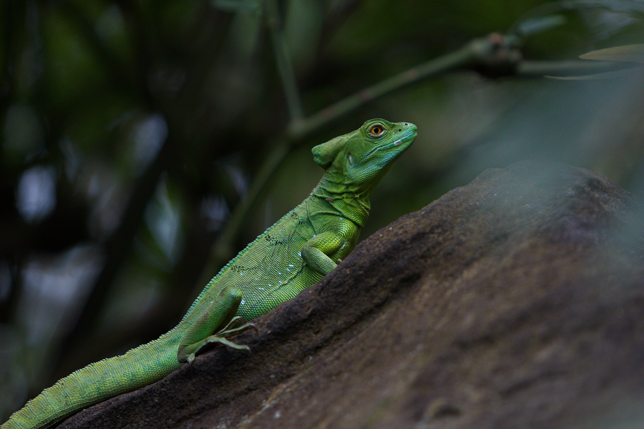 Canon EF 70-200mm F2.8L USM sample photo. Green dragon photography