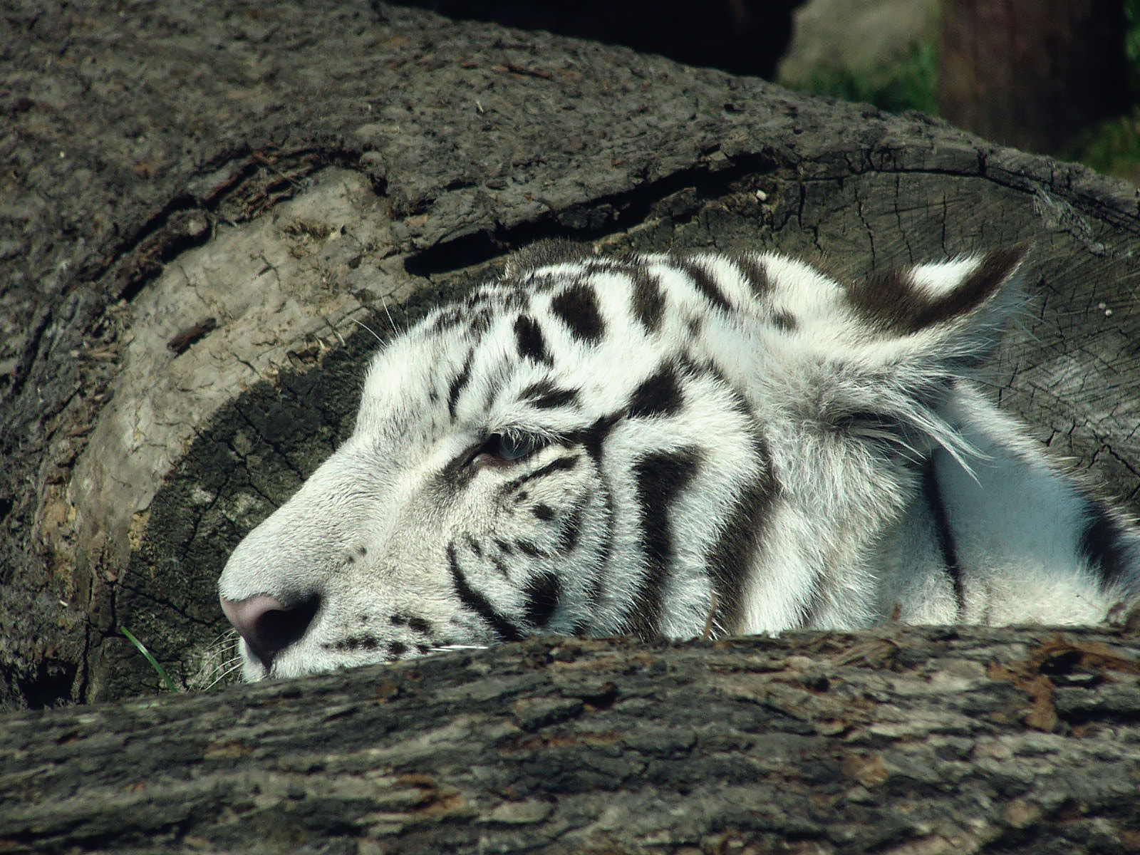 Panasonic DMC-FZ2 sample photo. White tiger. moscow zoo photography