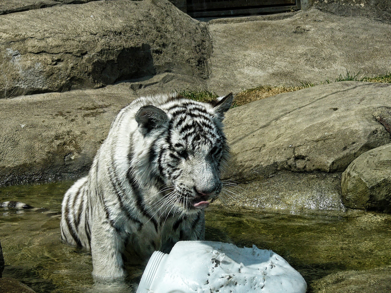 Panasonic DMC-FZ2 sample photo. White tiger. moscow zoo photography