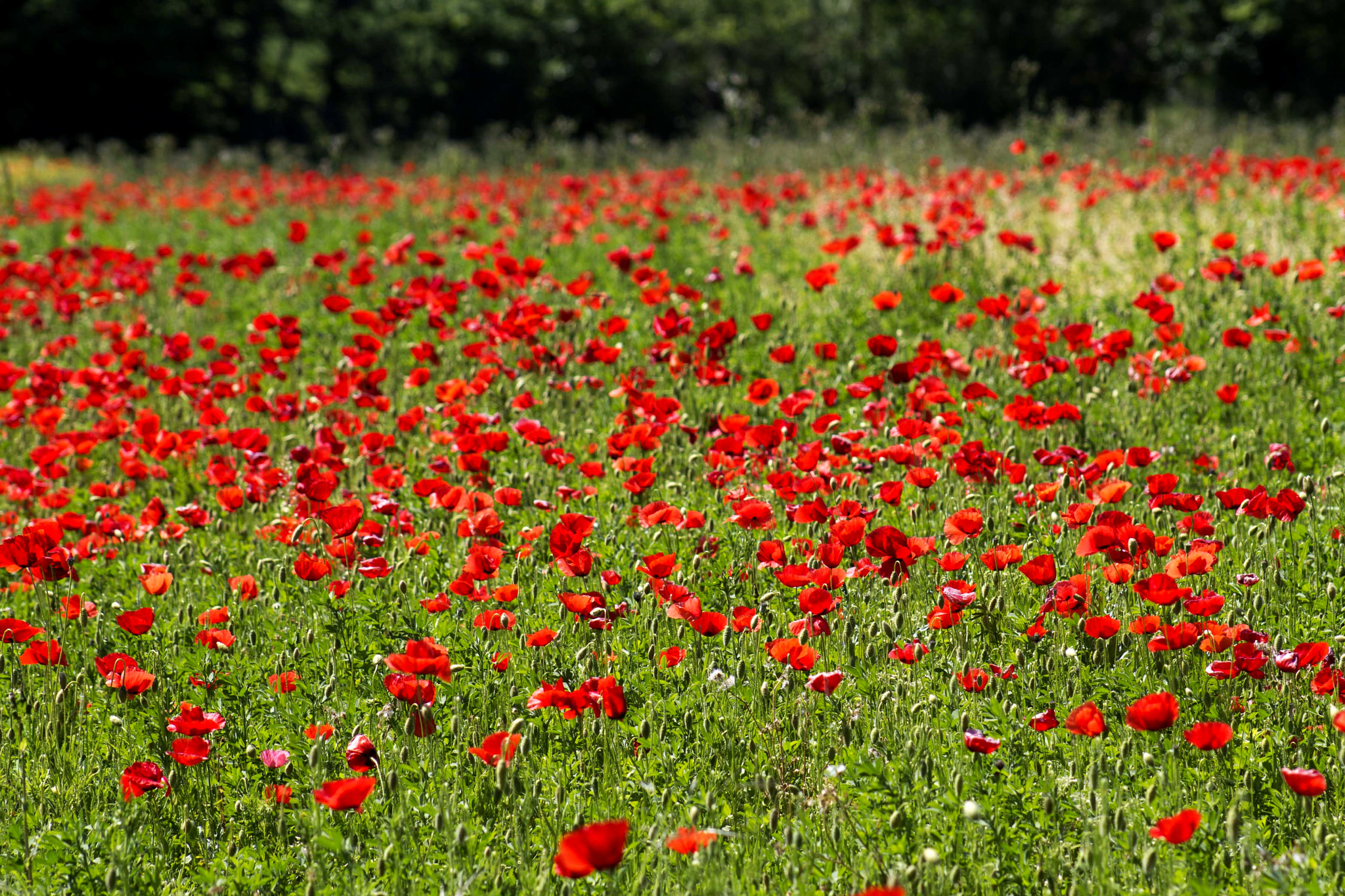 Canon EOS 550D (EOS Rebel T2i / EOS Kiss X4) + EF75-300mm f/4-5.6 sample photo. Poppies galore photography