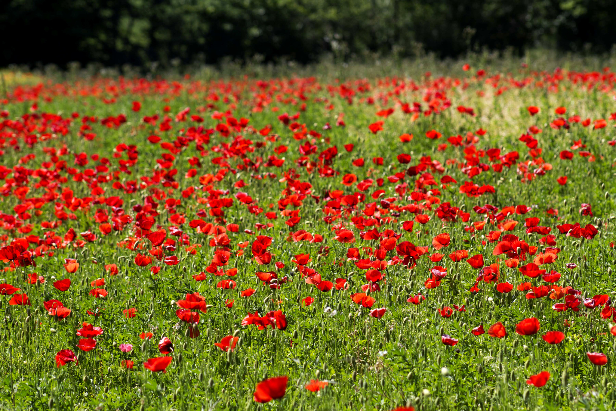 Canon EOS 550D (EOS Rebel T2i / EOS Kiss X4) sample photo. Poppies galore photography